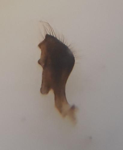 Geotomus ciliatitylus